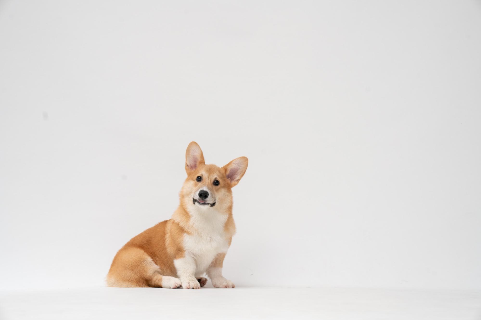 Pet 4